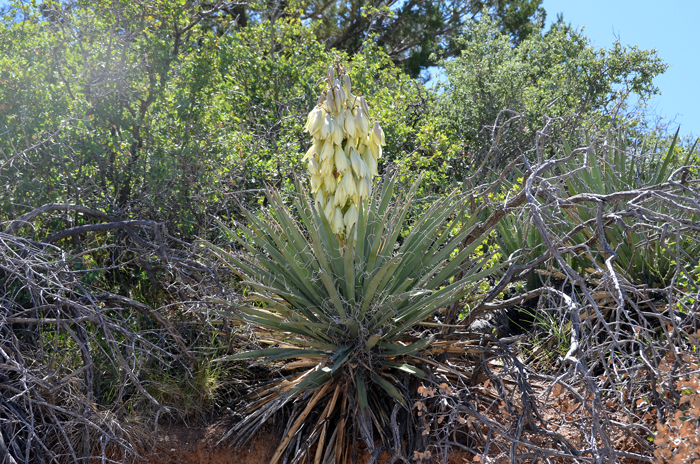 Banana Yucca has a wide preference for preferred habitats including dry rocky or sandy soils, rocky hillsides, mesas, desert grasslands, pinyon-juniper and oak woodlands. They typically grow at elevations between 1,200 to 7,500 feet. Yucca baccata